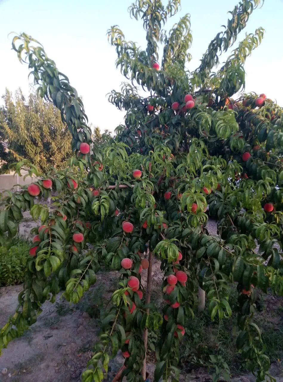 فروش باغ معاوضه با اپارتمان|فروش زمین و ملک کلنگی|مشهد, چهاربرج|دیوار