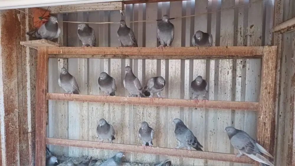 کبوتر ترکیه ای وارداتی اصل|پرنده|تهران, تجریش|دیوار