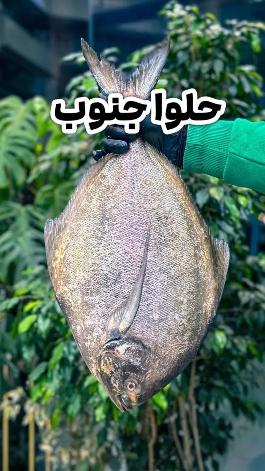 فروشنده قطعه بندی مرغ ،نظافت چی و قصاب مرغ وماهی|استخدام خدمات فروشگاه و رستوران|تهران, نازی‌آباد|دیوار