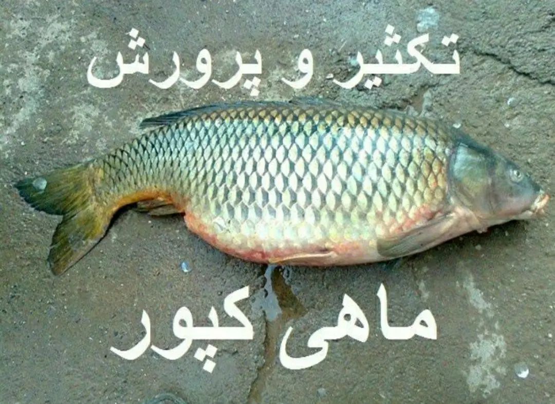 انواع ماهی زنده آمور کپور فتیفاک گرمابی|ماهی|گرگان, |دیوار