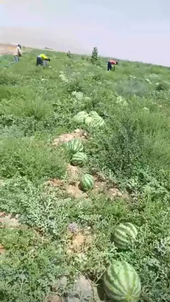زمین کشاورزی به متراژ دوازده هکتار ۱۲۰۰۰۰متر مربع|فروش دفتر صنعتی، کشاورزی، تجاری|شراء, |دیوار