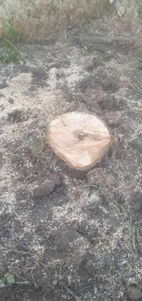 دراوردن ریشه درخت گردو بصورت رایگان|خدمات باغبانی و درختکاری|الشتر, |دیوار