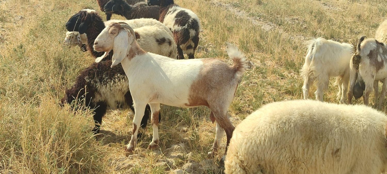 بز ماده به همراه بچش|حیوانات مزرعه|رامشیر, |دیوار