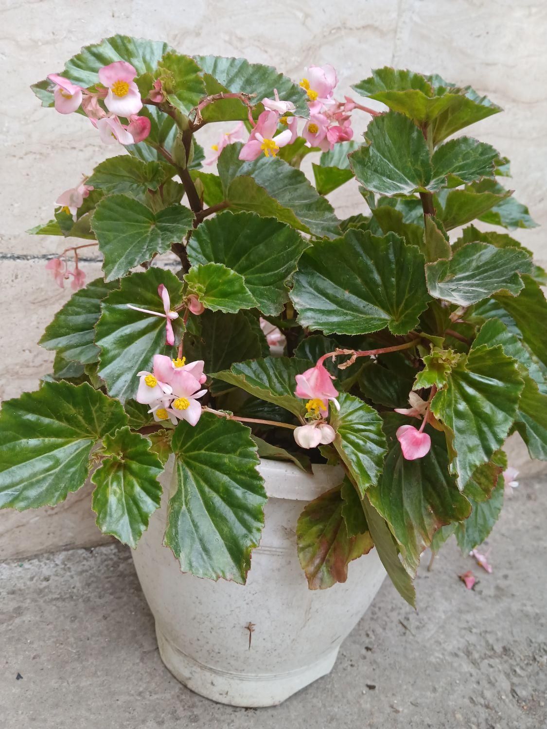 انواع گل‌های آپارتمان و ویلایی|گل و گیاه طبیعی|رشت, عینک|دیوار