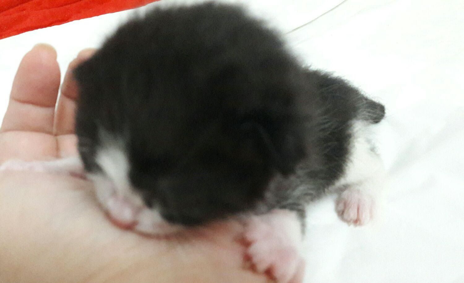 واگذاری گربه ده ماهه به نام تامی و سامی|گربه|نوشهر, |دیوار