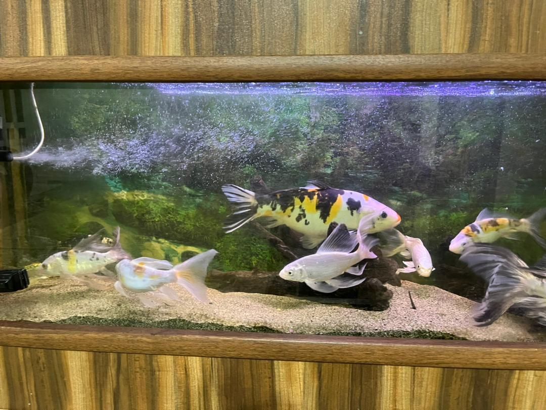 فروش ماهیهای کوی|ماهی|رشت, سیا اسطلخ|دیوار