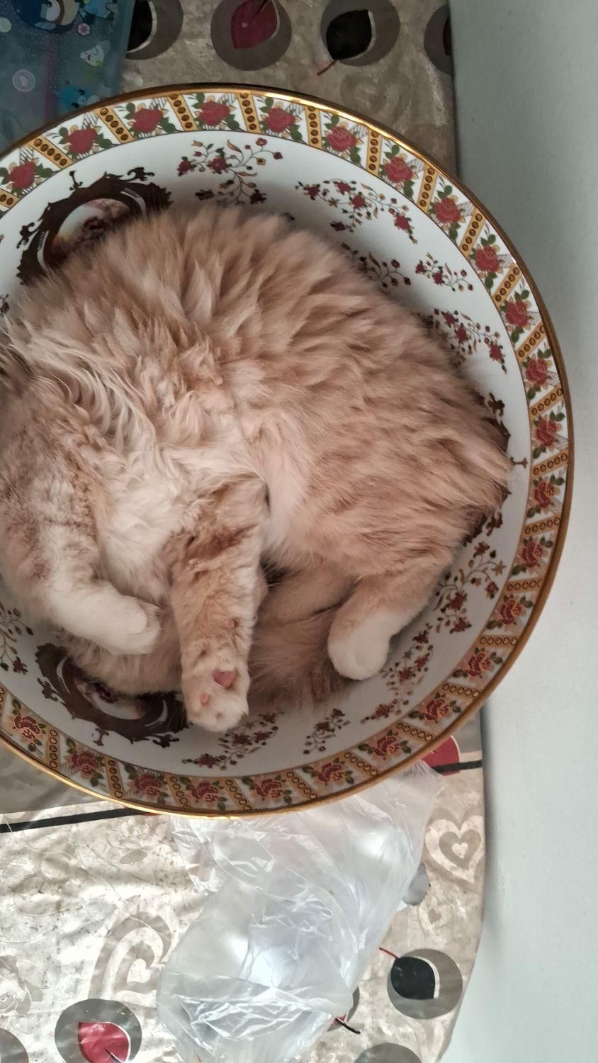 گربه|گربه|ماکو, |دیوار