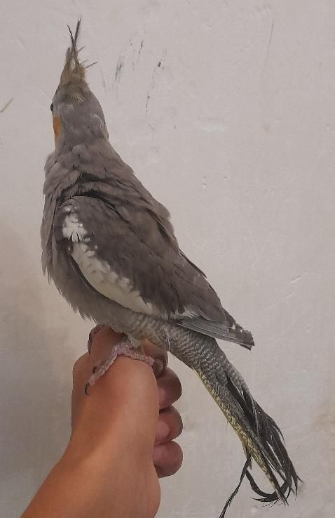 عروس هلندی|پرنده|رشت, حمیدیان|دیوار