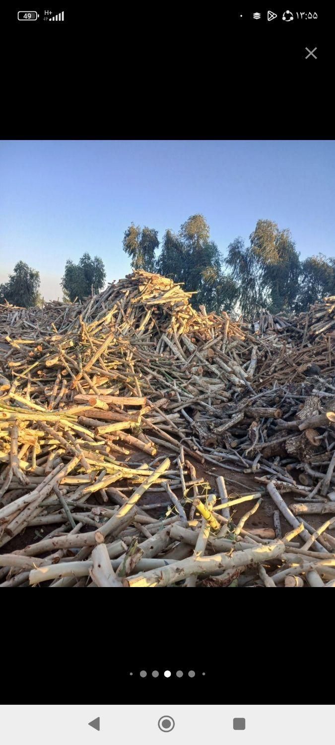 خرید چوب اکالیپتوس با بالاترین قیمت|خدمات باغبانی و درختکاری|رامهرمز, |دیوار