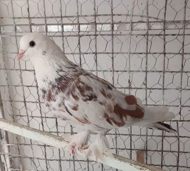 ۱۵تا کفتر پرشی خال کفتر یجایی دونه ۱۵۰|پرنده|تهران, اتابک|دیوار