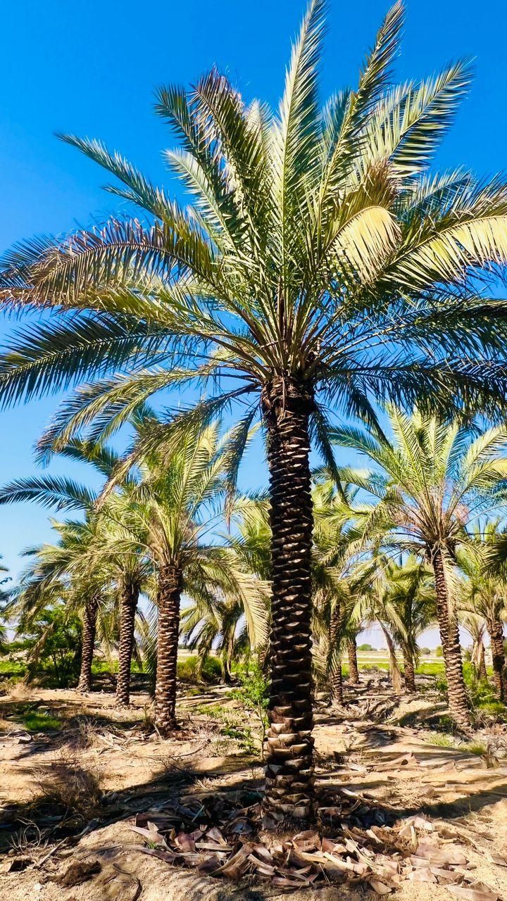 تحولی جدید در کیش|خدمات باغبانی و درختکاری|کیش, |دیوار