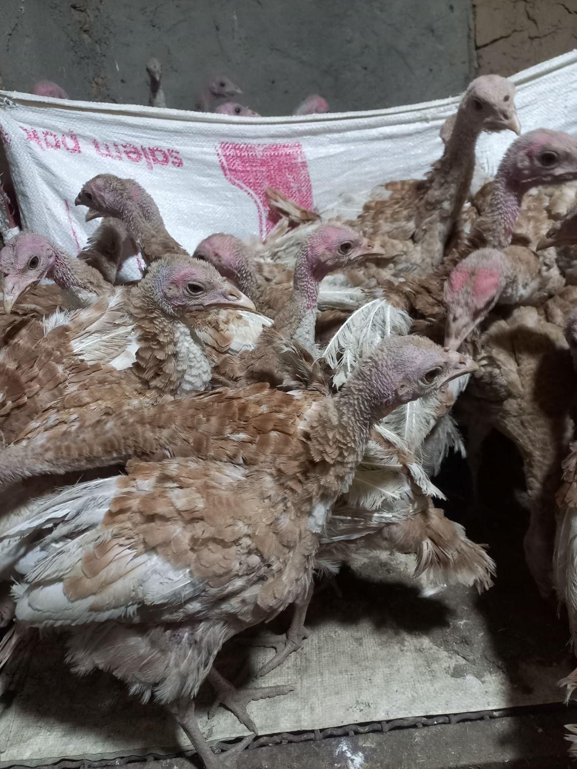 جوجه بوقلمون بوربون ۸۰روز|حیوانات مزرعه|میانه, |دیوار