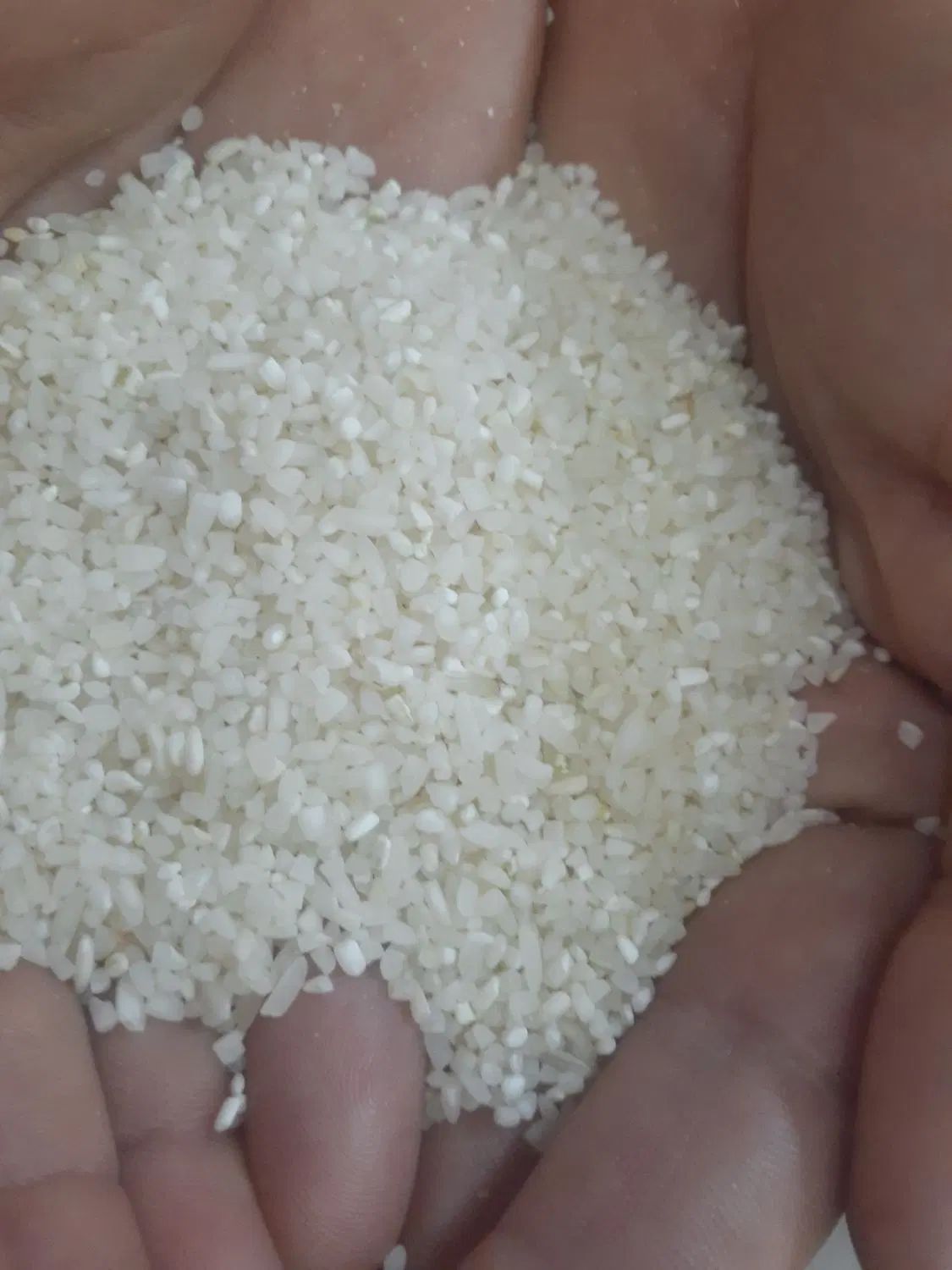 برنج لنجان و خرده دو قد|خوردنی و آشامیدنی|اصفهان, باغ فردوس|دیوار
