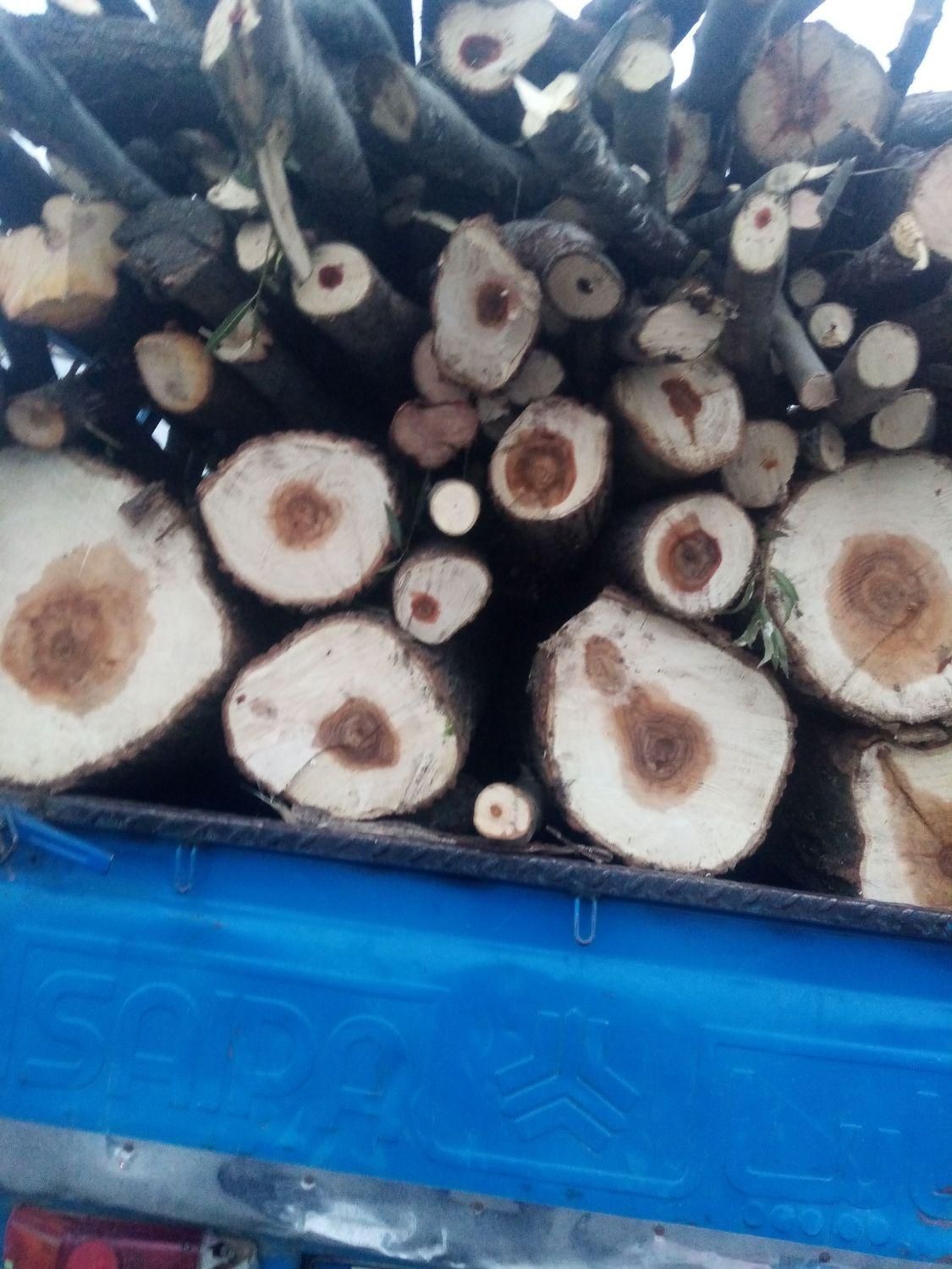 هرس کردن درختان وخرید چوب درهمه مکان|خدمات باغبانی و درختکاری|اردبیل, |دیوار