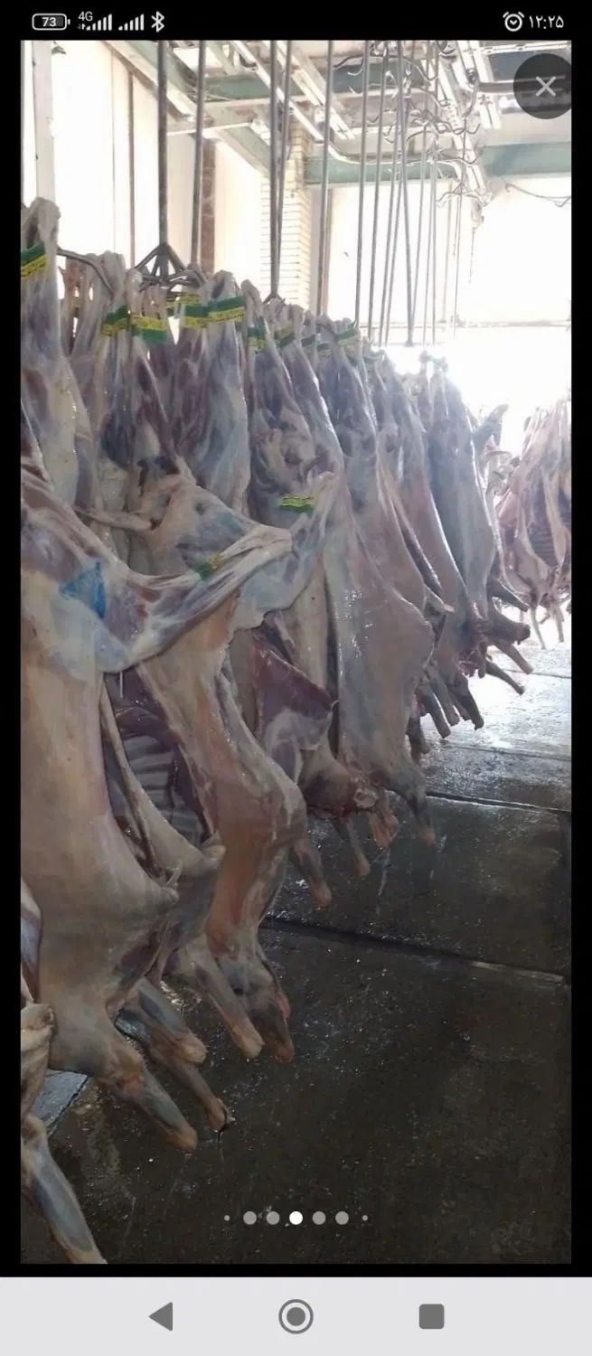 گوشت گوساله و گوسفند لاشه وتیکه ای و چرخ کرده|خوردنی و آشامیدنی|اصفهان, عسگریه|دیوار
