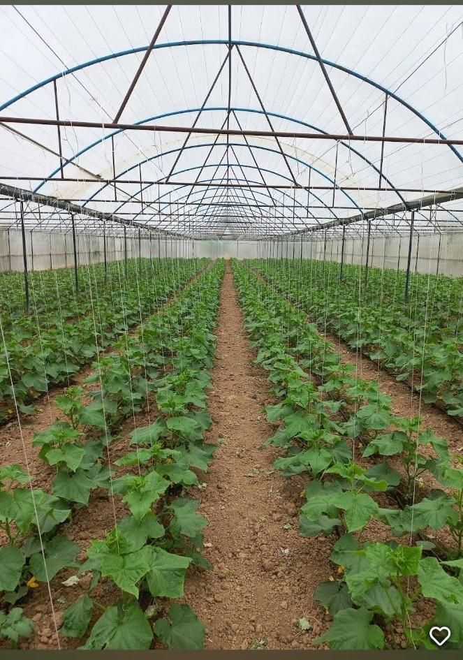 فروش ۲ هکتار|فروش دفتر صنعتی، کشاورزی، تجاری|مرند, |دیوار