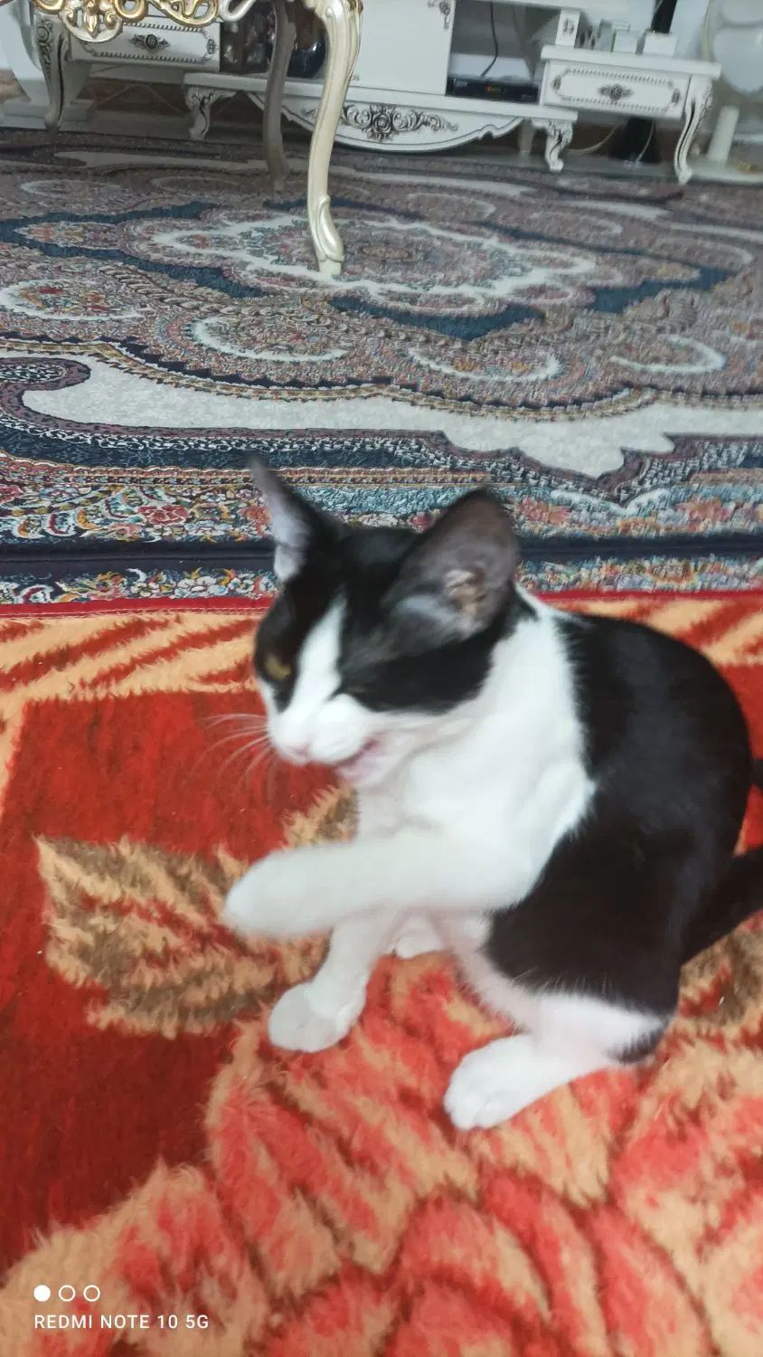 گربه  Dsh|گربه|تهران, ابوذر|دیوار