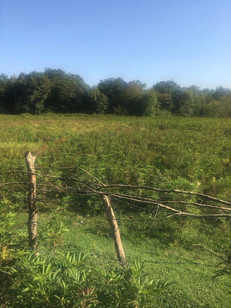 فروش زمین صنعتی شیرگاه 10000 متری|فروش زمین و ملک کلنگی|شیرگاه, |دیوار