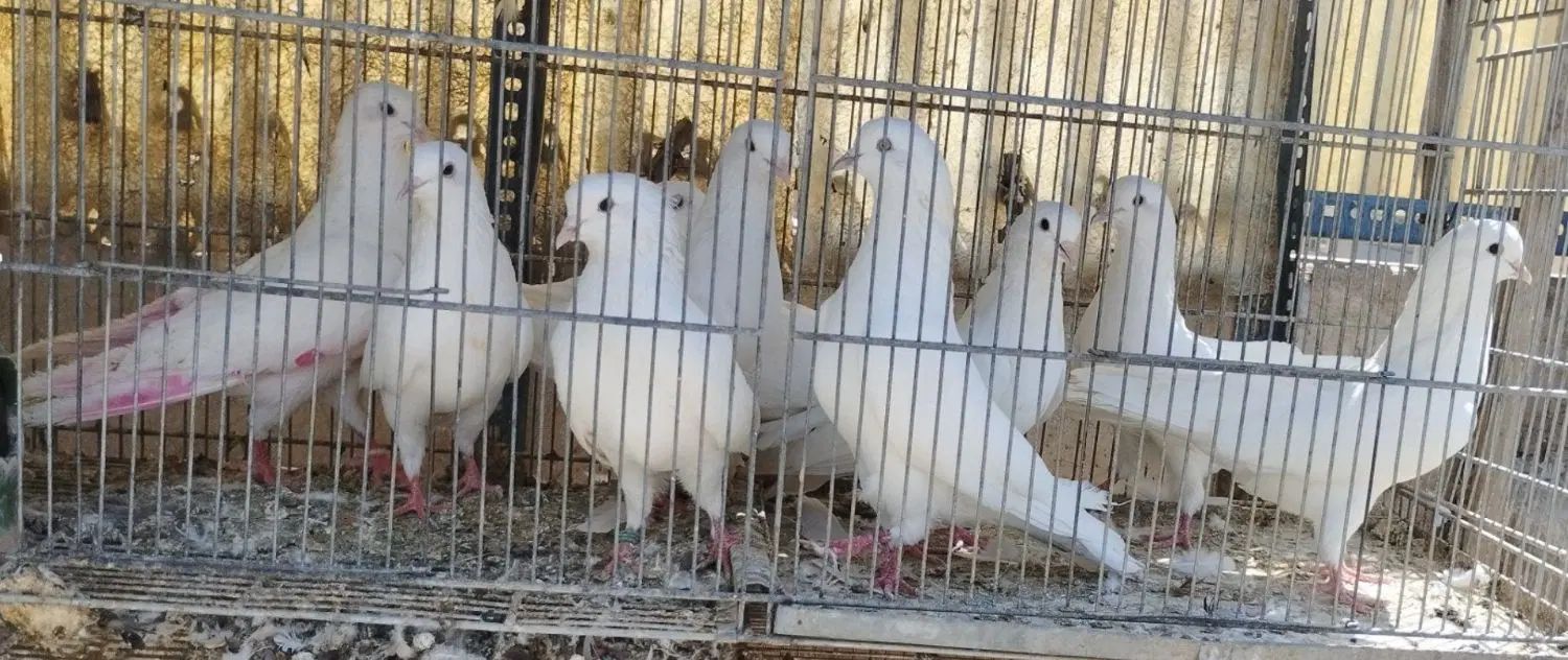 ده طوق خال روشن|پرنده|تهران, نیروی هوایی (پیروزی)|دیوار