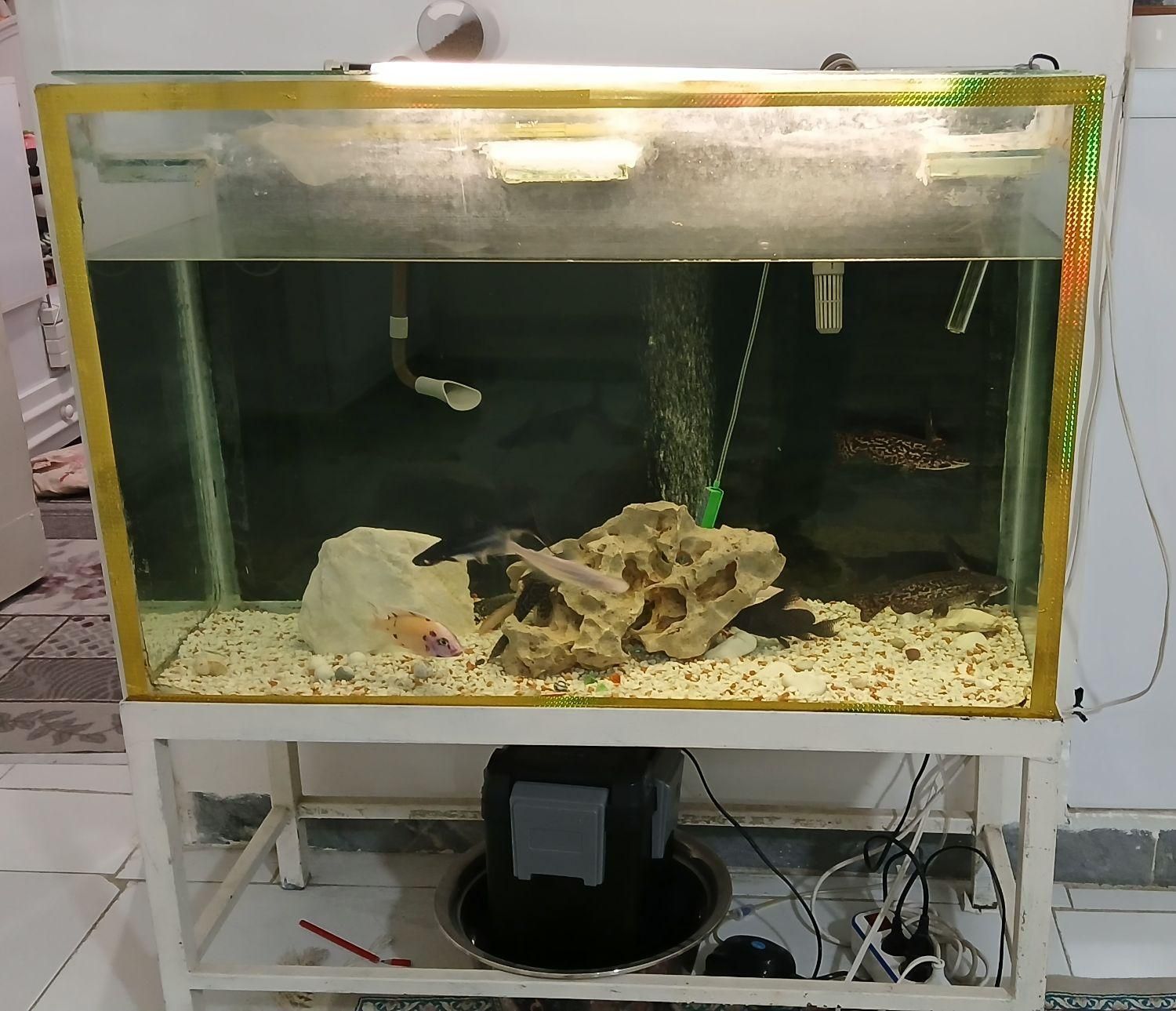 آکواریم|ماهی|قدس, شهر‌قدس|دیوار