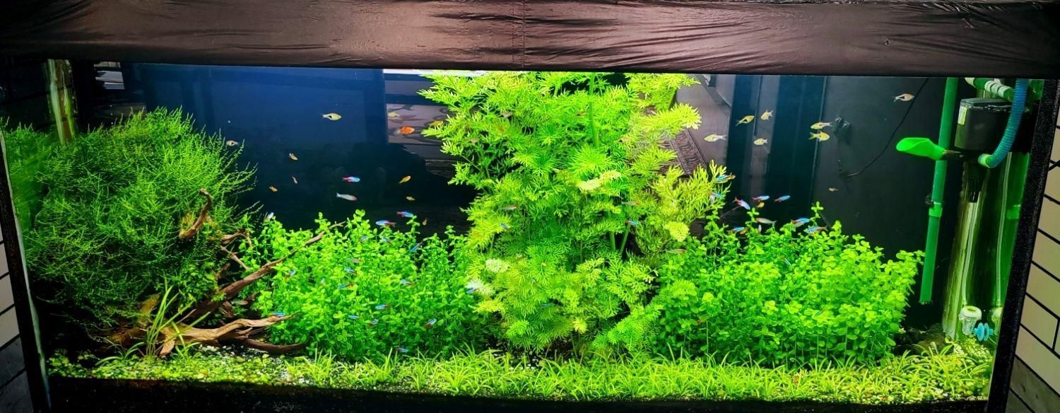 اکواریوم پلنت|ماهی|کازرون, |دیوار