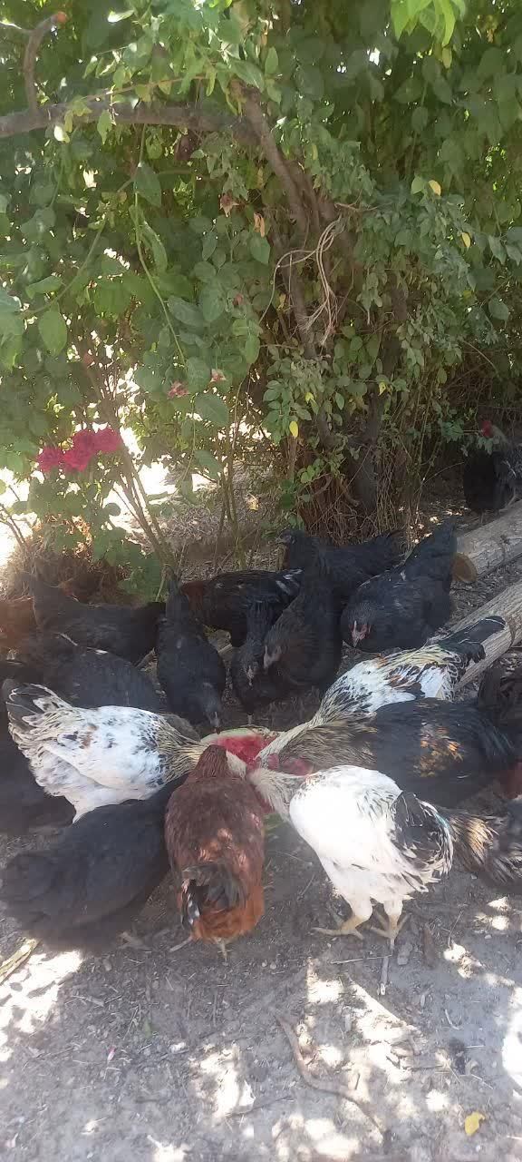 مرغ و خروس درجه یک|حیوانات مزرعه|تربتحیدریه, شهرک ولیعصر|دیوار