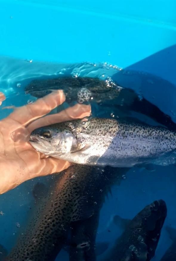 بچه ماهی تروت رنگین کمان|ماهی|لاهیجان, بازکیاگوراب|دیوار