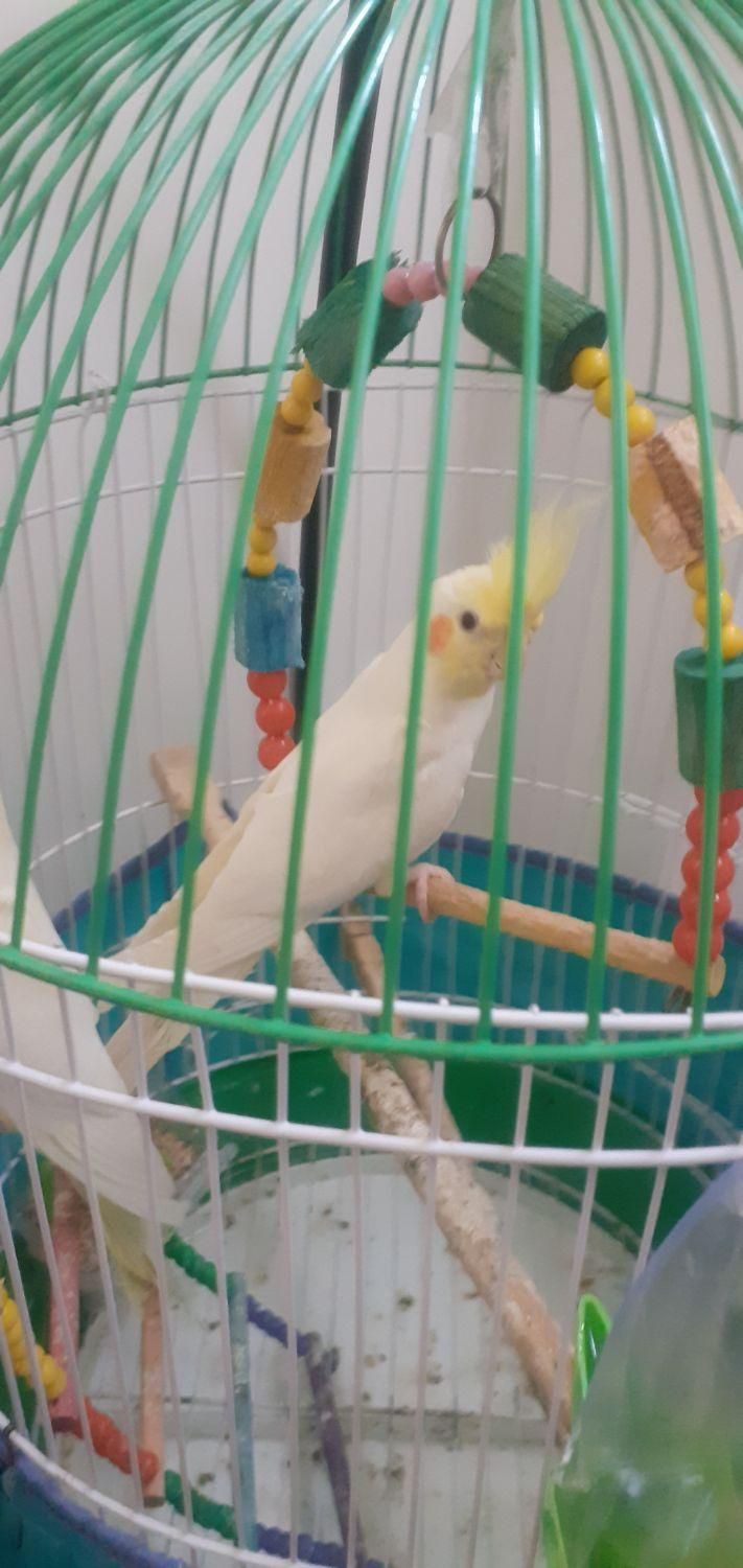 دوعدد عروس هلندی با تمام وسایل|پرنده|لنگرود, |دیوار