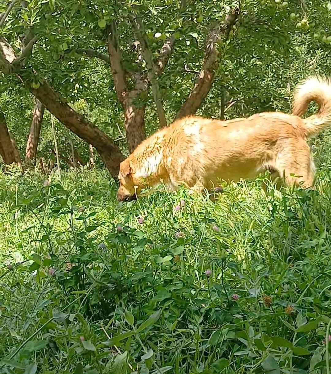 سگ نر گله ای|سگ|سمیرم, |دیوار