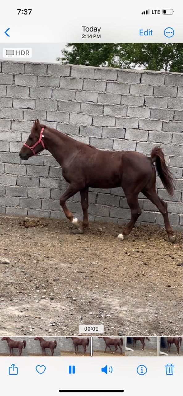 کره اسب نریان کرد|اسب و تجهیزات اسب‌سواری|وحیدیه, |دیوار