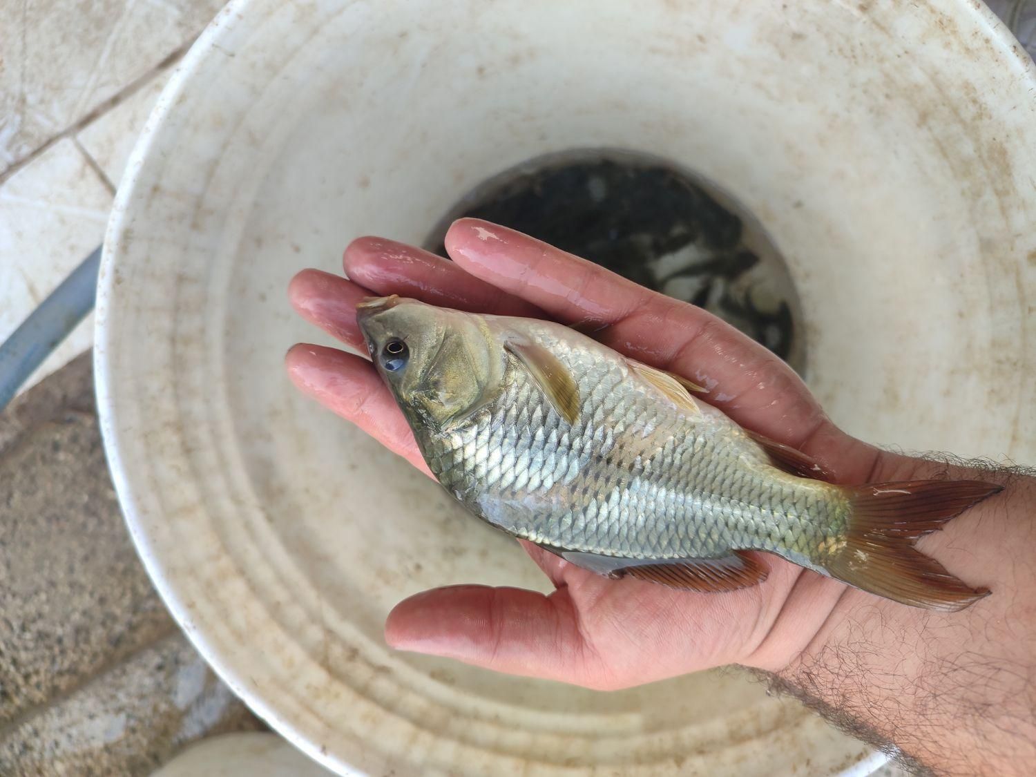پروررش بچه ماهی گرم آبی کپور آمور|ماهی|کاشان, فاز ۲ ناجی آباد|دیوار