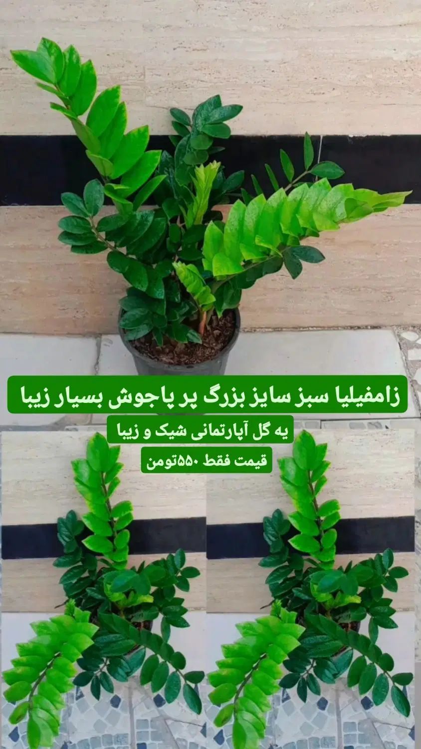 بار جدید گیاهان آپارتمانی شیک و زیبا|گل و گیاه طبیعی|رشت, عینک|دیوار