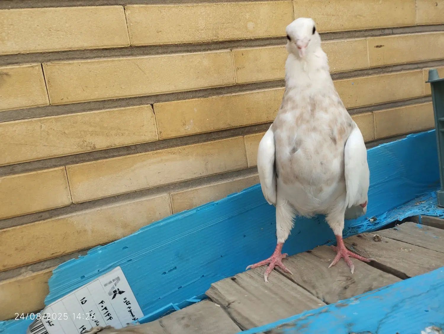 طوقی دم سفید|پرنده|اصفهان, سودان|دیوار