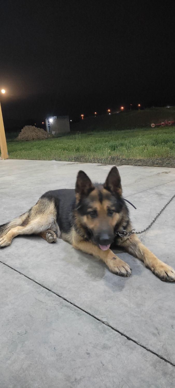 سگ شپرد ژیرمن نگهبان|حیوانات|اشنویه, |دیوار