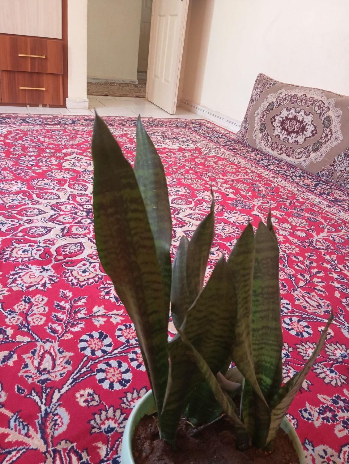 گل طبیعی|گل و گیاه طبیعی|گلبهار, |دیوار