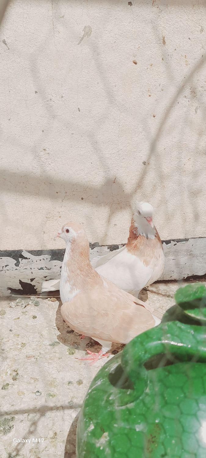 کبوتر گرفتنی|پرنده|سبزوار, طبرسی (جعفرآباد)|دیوار