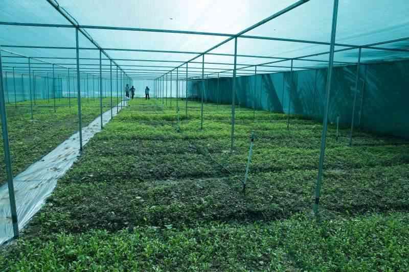 اجرای انواع گلخانه|عمده‌فروشی|شیراز, فرهنگ شهر|دیوار