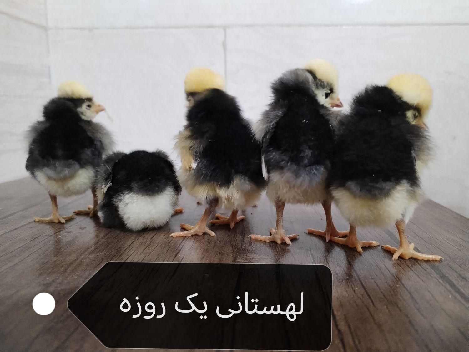 جوجه زینتی+ نژاد خاص و خالص|حیوانات مزرعه|قم, شاه ابراهیم|دیوار