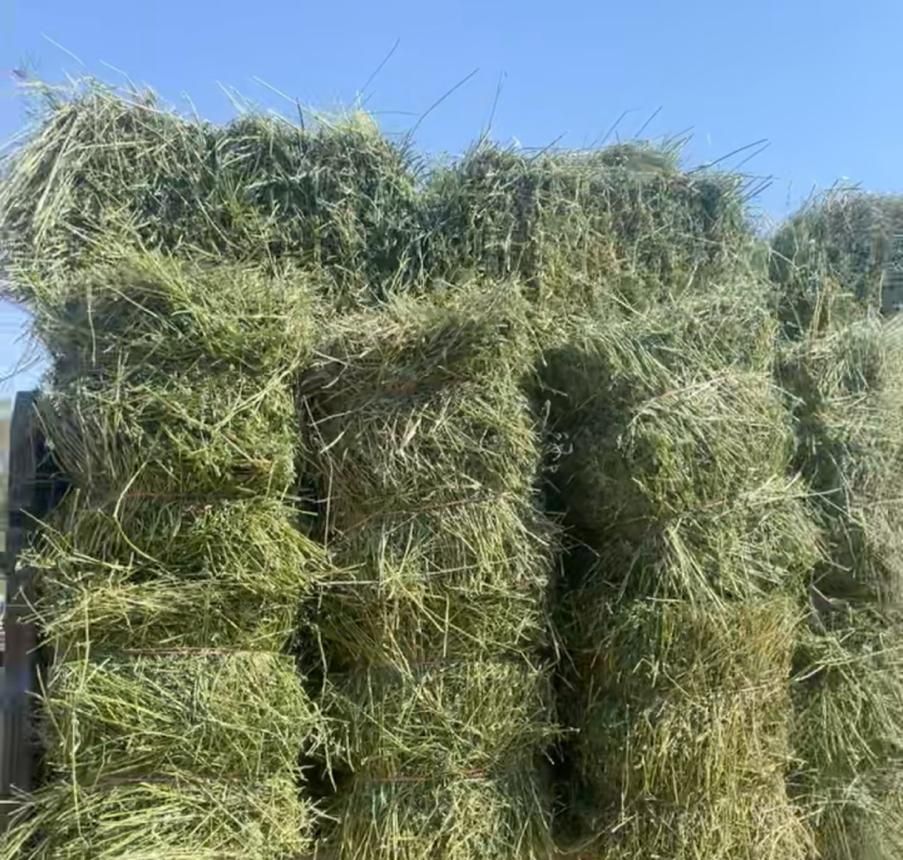 یونجه ی عالی 28900 وکاه ۱۸/۵|خدمات باغبانی و درختکاری|بیرجند, |دیوار