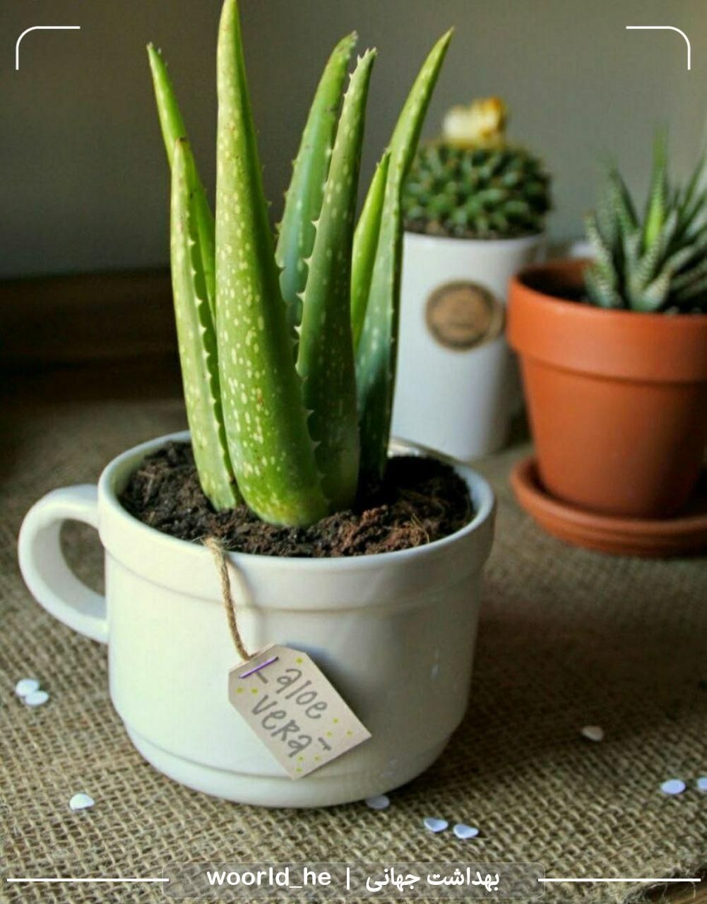 شرکت خدماتی نظافتی نظافت منزل|خدمات نظافت|اندیشه, اندیشه فاز ۲|دیوار