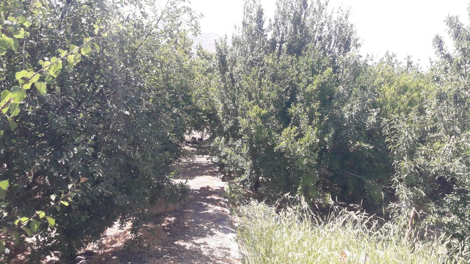 فروش باغ در روستای خوش اب و هوای زواریان|فروش زمین و ملک کلنگی|سلفچگان, |دیوار