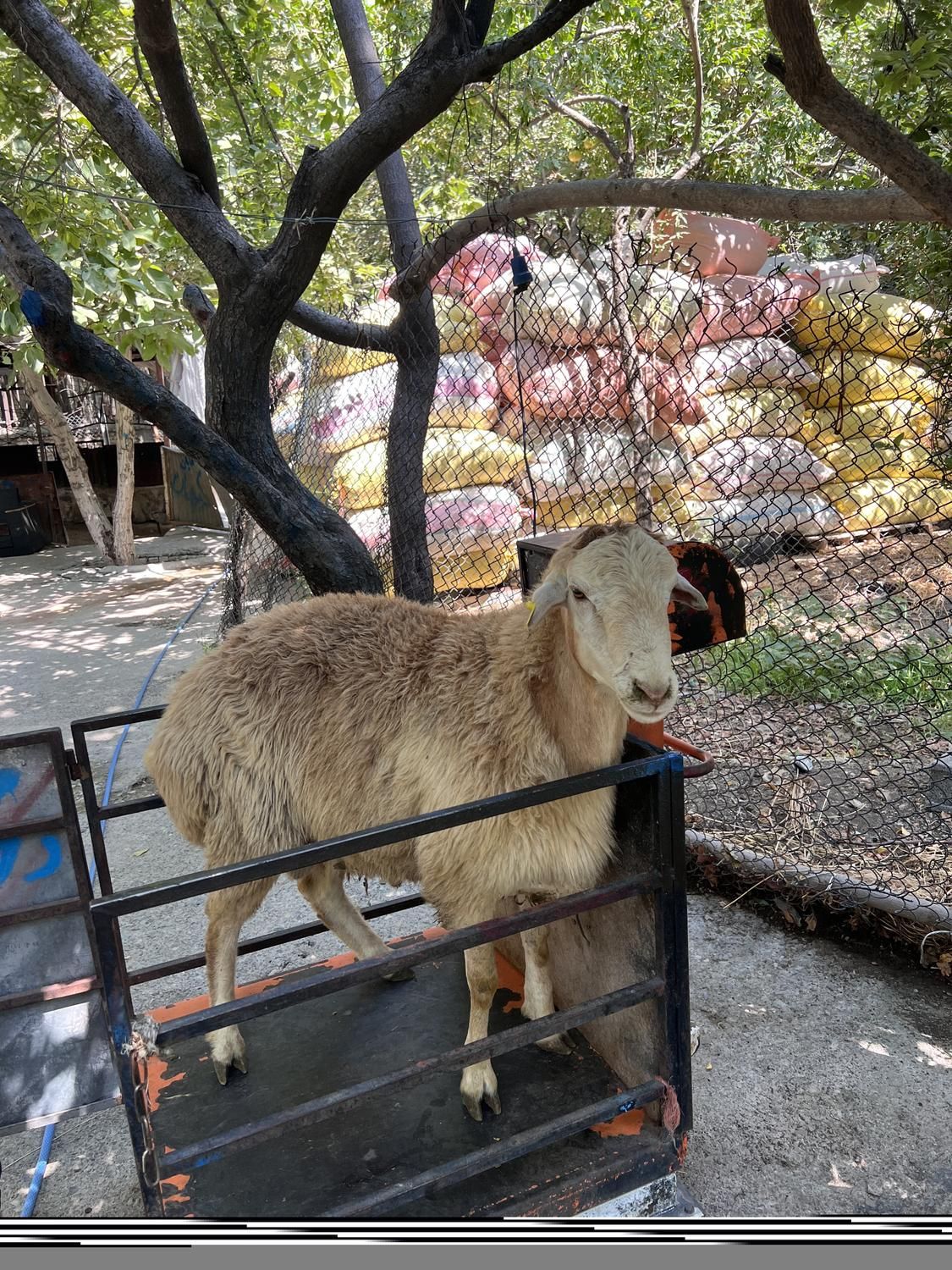 گوسفند زنده برای نذری با قصاب|حیوانات مزرعه|تهران, گیشا|دیوار