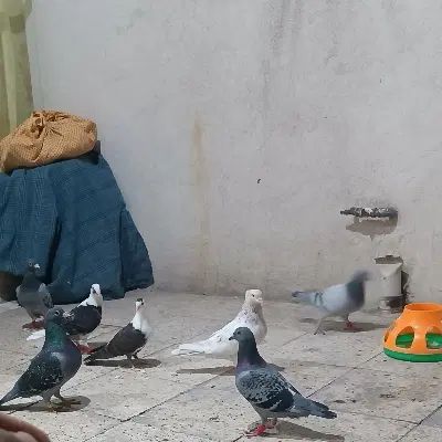 کفتر گراف کلاغ گمشده|حیوانات|مشهد, پنجتن|دیوار
