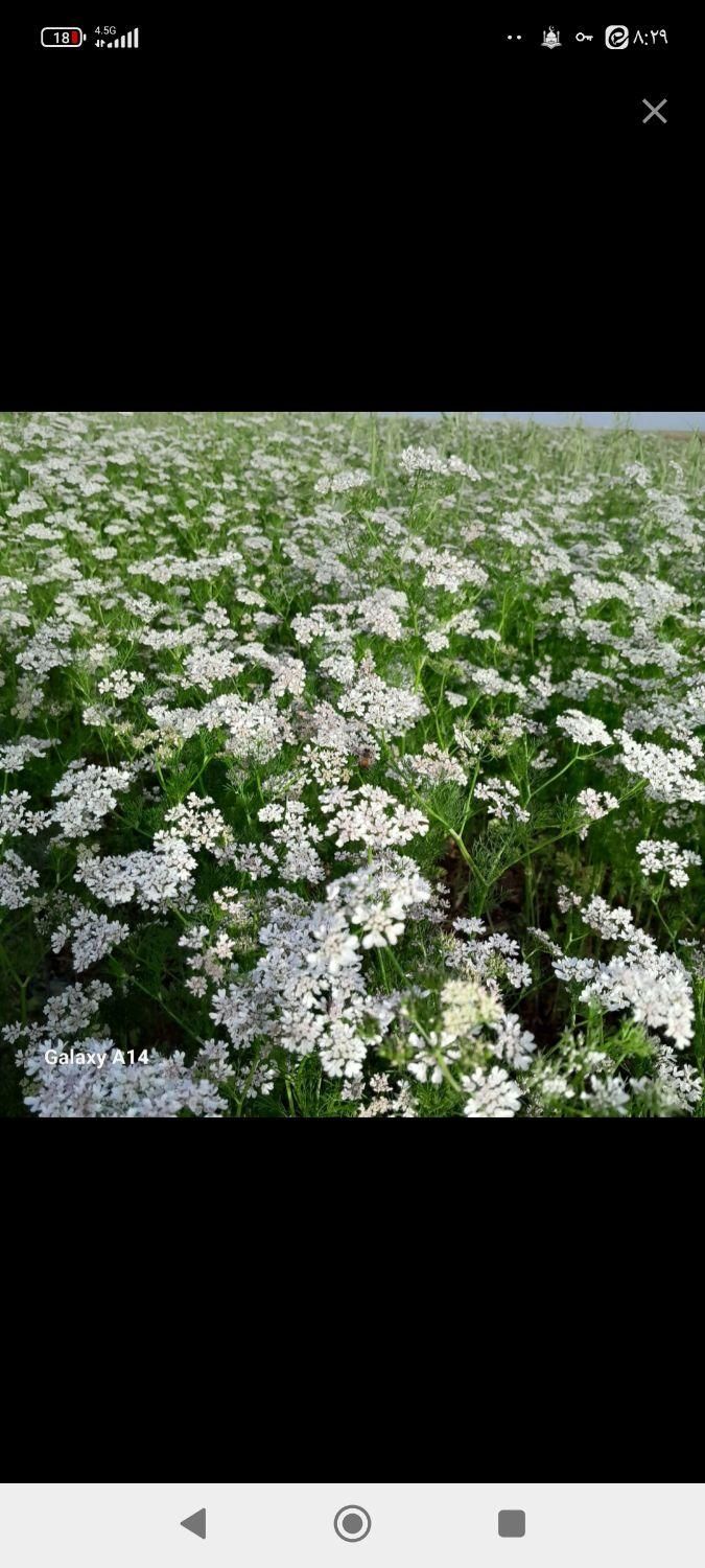 عسل درجه یک ..عسل گشنیز محصول شهر سرسبز همدان|آرایشی، بهداشتی، درمانی|بافق, |دیوار