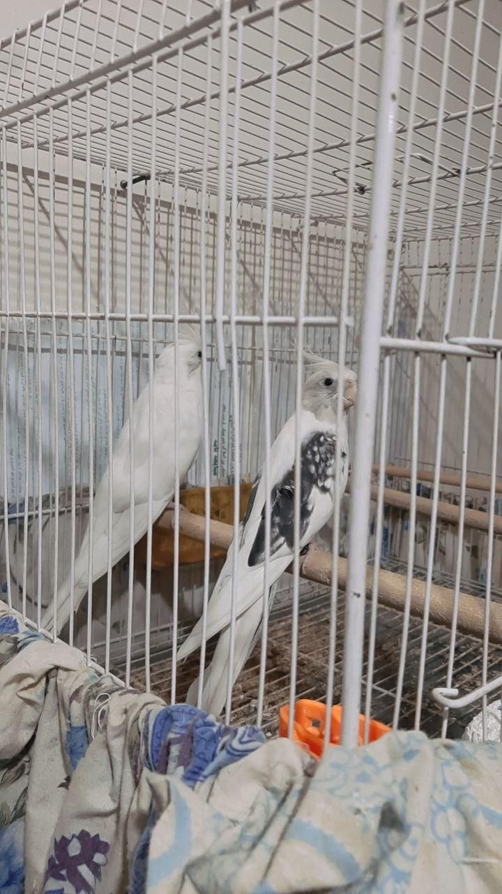 ۷ جفت عروس هلندی البینو دوکت البینو خالص.|پرنده|تربت جام, میان جام|دیوار