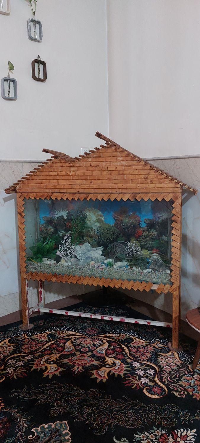 اکواریوم کلبه ای|ماهی|قم, نخودی|دیوار