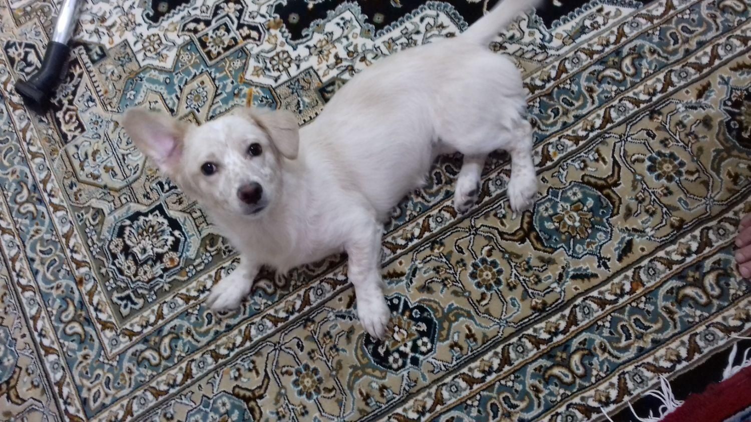 حیوان|سگ|قم, شهرک امام حسین|دیوار