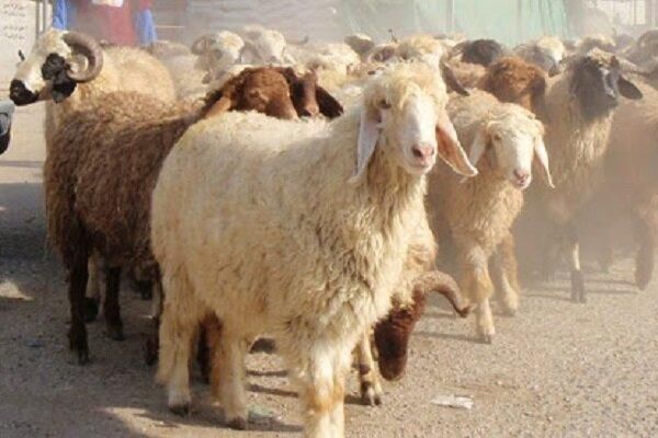 گوسفند قربانی بره نرینه|حیوانات مزرعه|مشهد, الهیه|دیوار