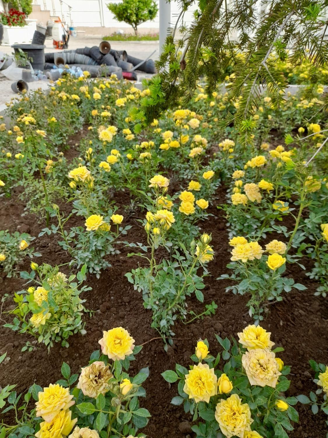 خدماتباغبانیوسمپاشیصفرتاصدبومهن پردیس مهراباد|خدمات باغبانی و درختکاری|رودهن, |دیوار