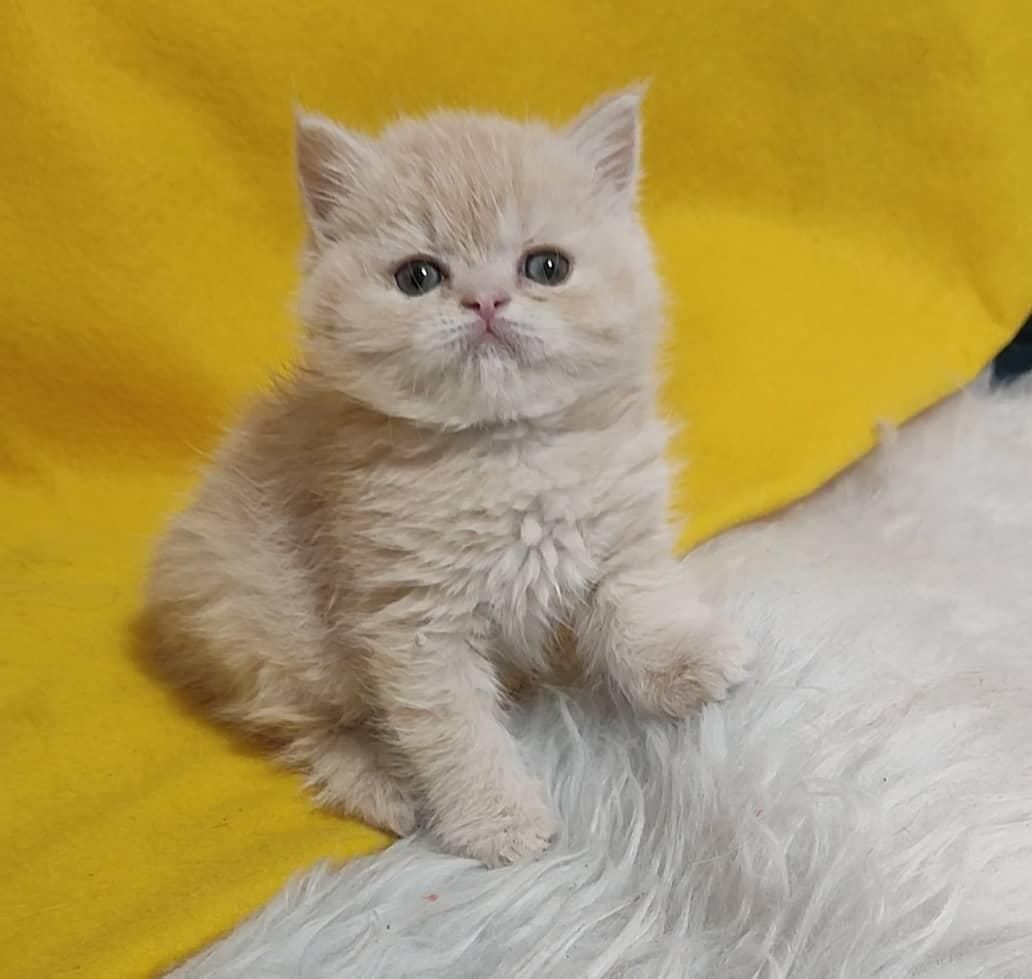 مجموعه گربه میوهاپ/ گربههای اصیل منتظر شما هستند|گربه|رشت, گلسار|دیوار